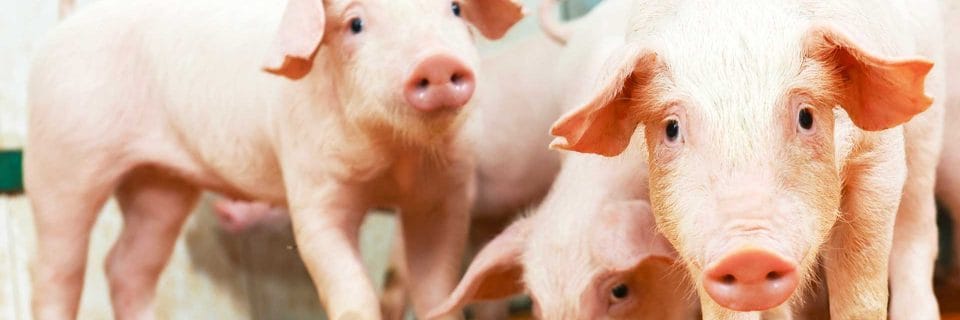 Nutztierhaltungsverordnung und Initiative Tierwohl!
In Kürze: Tierwohl Grossvieh, Raufe für Abferkelbucht.